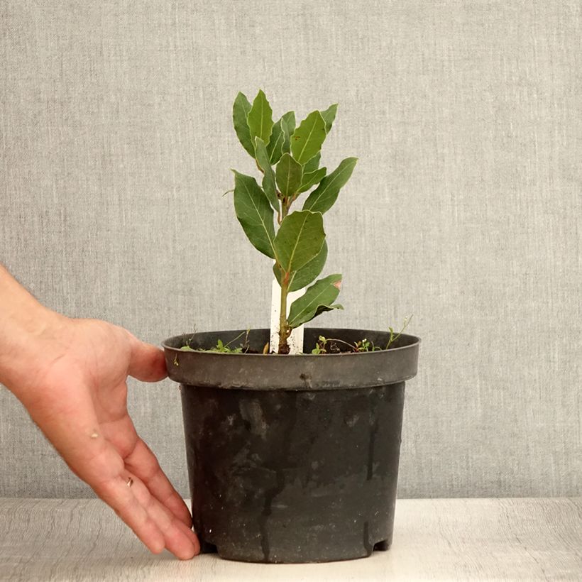 Spécimen de Laurier sauce Little Laura - Laurus nobilis - Pot de 3L/4L tel que livré en été