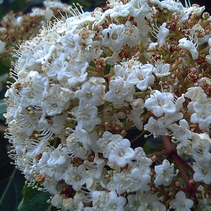 Viorne, Laurier Tin - Viburnum tinus (Feuillage)