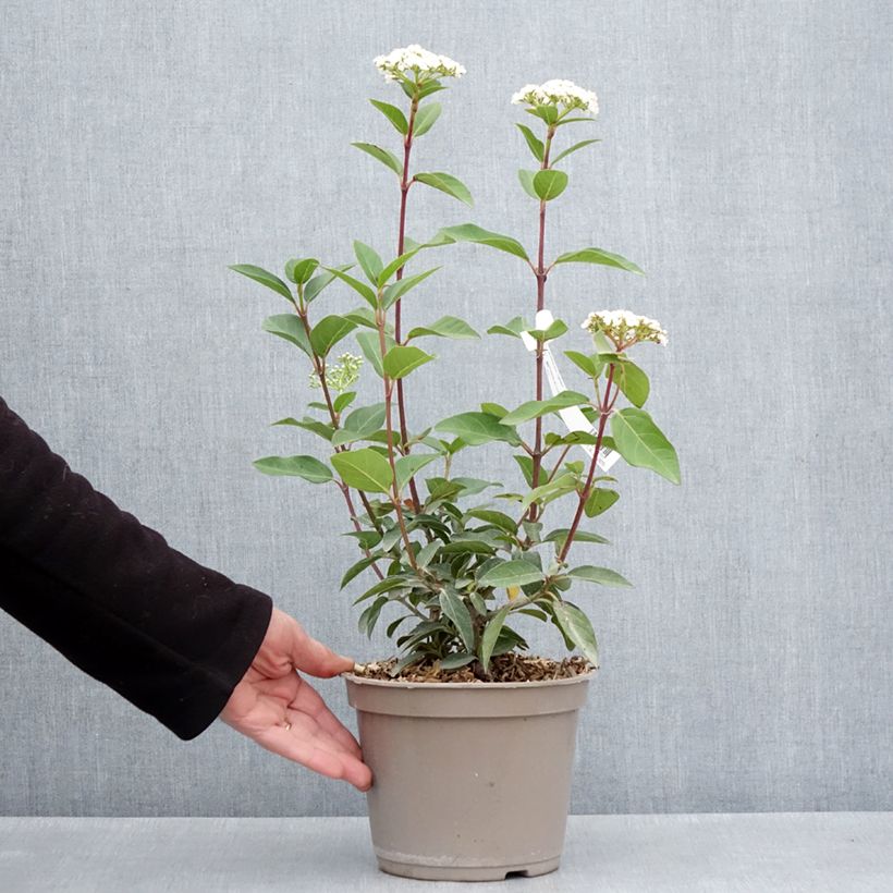 Spécimen de Laurier Tin - Viburnum tinus Giganteum - Pot de 3L/4L tel que livré au printemps