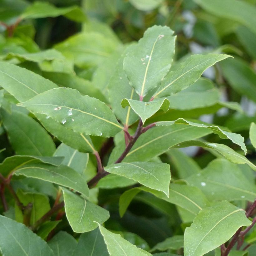 Laurier sauce - Laurus nobilis  (Feuillage)