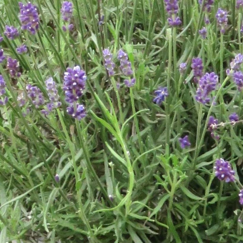 Lavande angustifolia Bleu de Gien (Feuillage)