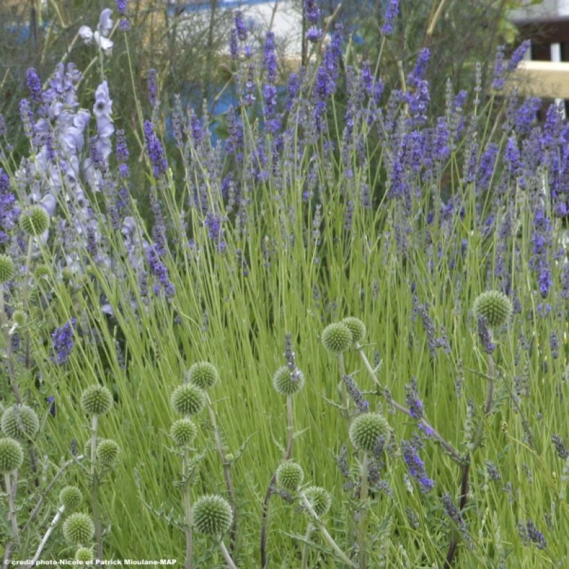 Lavandin - Lavandula intermedia Grappenhall (Port)