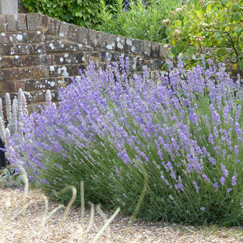 Lavande angustifolia Munstead (Port)