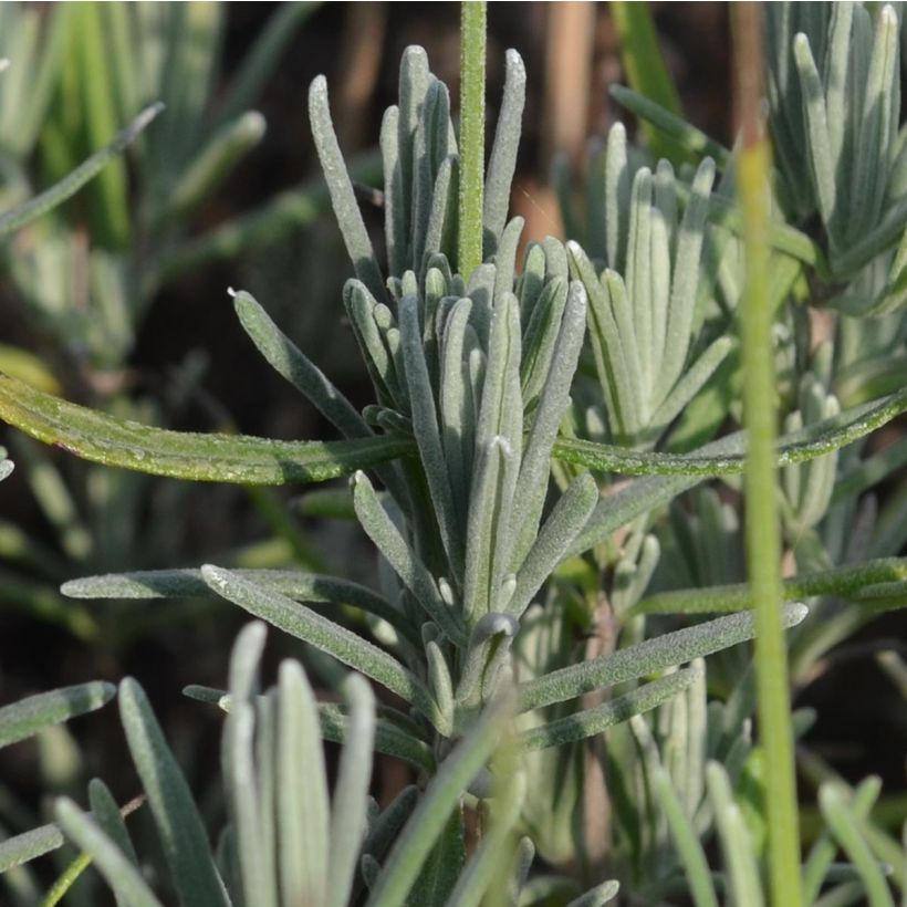 Lavande angustifolia Munstead (Feuillage)