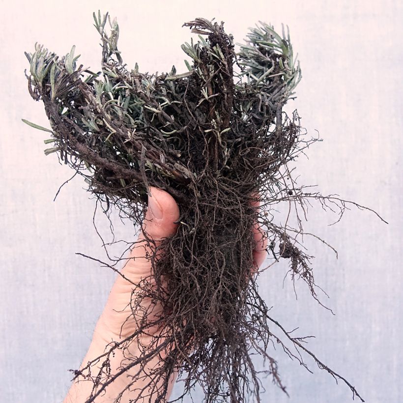 Spécimen de Lavande Arctic Snow - Lavandula angustifolia - Racines nues tel que livré en hiver