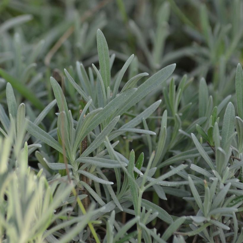 Lavandin - Lavandula intermedia Grappenhall (Feuillage)