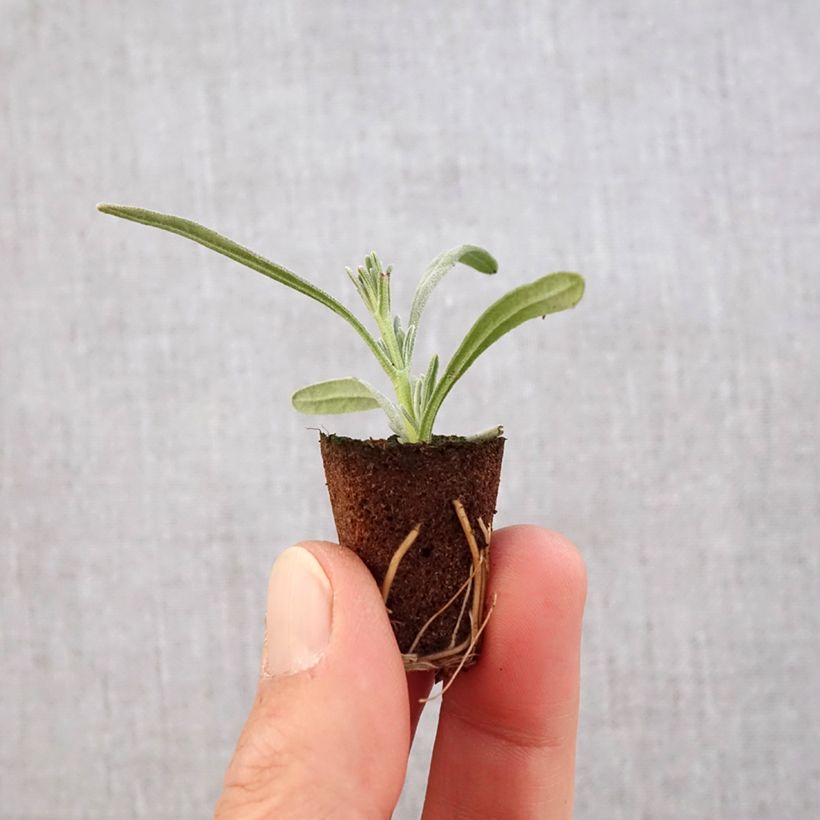 Spécimen de Lavande intermedia Edelweiss - Lavandin Mini-motte Ø 3/4 cm tel que livré au printemps