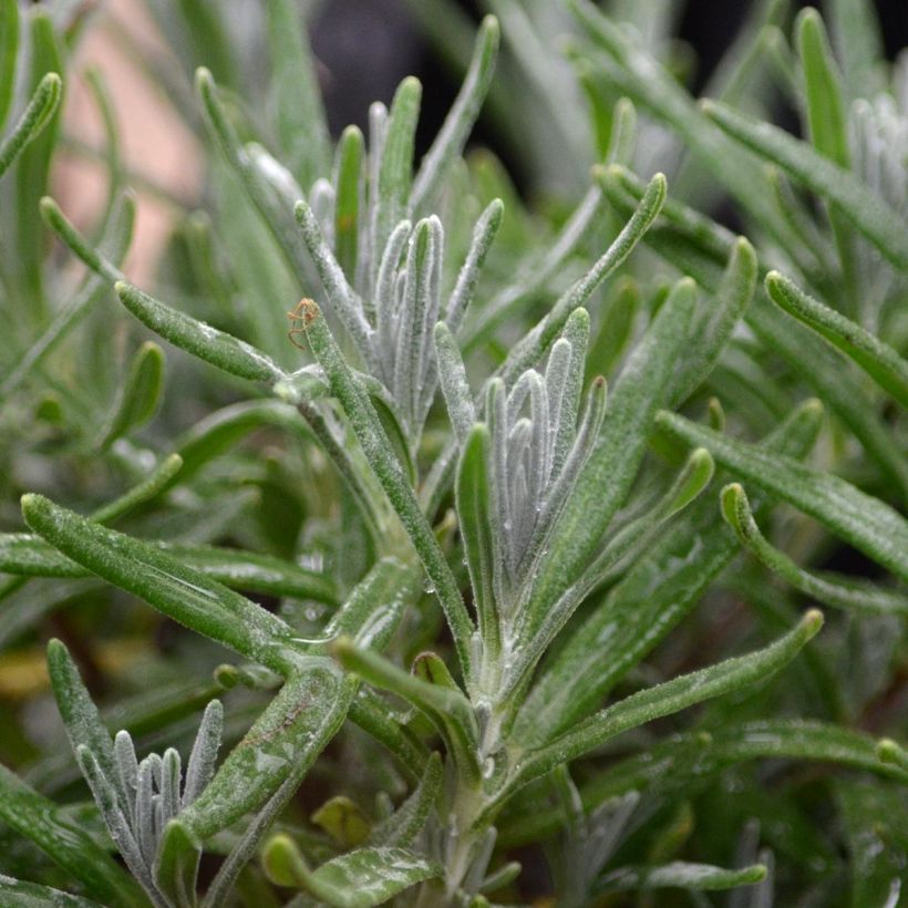 Lavande vraie Montagnac White - Lavandula angustifolia (Feuillage)