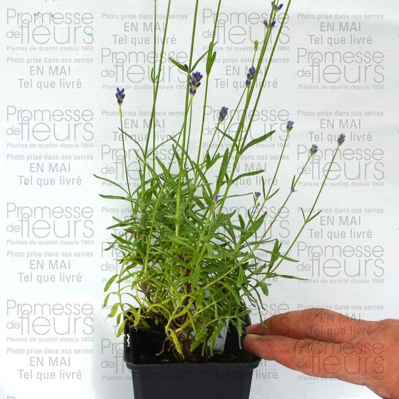 Exemple de spécimen de Lavande vraie Montagnac White - Lavandula angustifolia - Mini-motte Ø 1,5/2,5 cm tel que livré