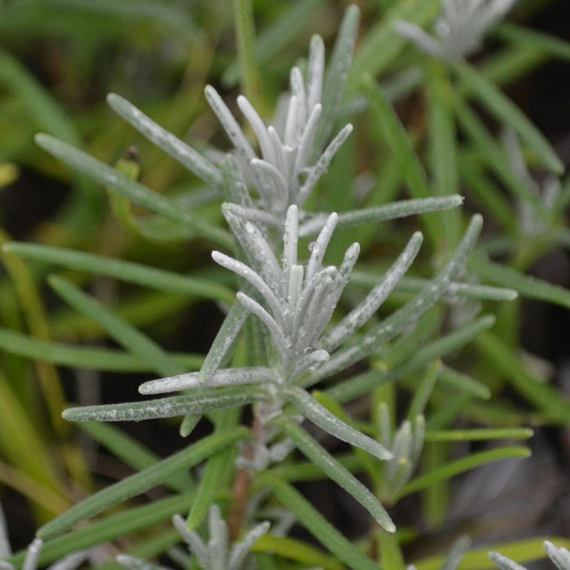 Lavande vraie - Lavandula angustifolia Dwarf Blue (Feuillage)