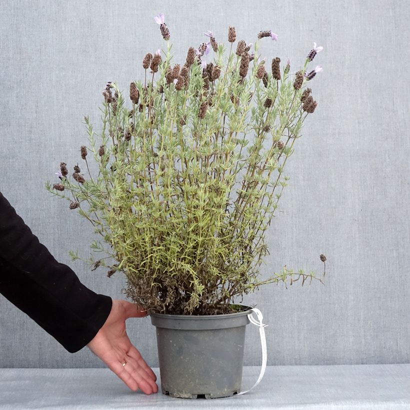 Spécimen de Lavande papillon Madrid Purple - Lavandula stoechas - Pot de 3L/4L tel que livré en hiver