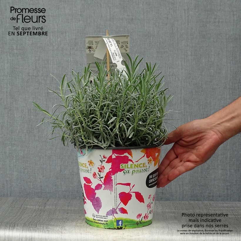 Spécimen de Lavande intermedia Phenomenal (Niko) - Lavandin Pot de 4L/5L tel que livré en automne