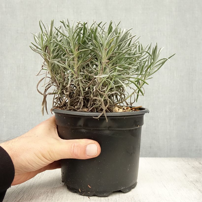 Spécimen de Lavande vraie - Lavandula angustifolia Alba Pot de 2L/3L tel que livré en automne