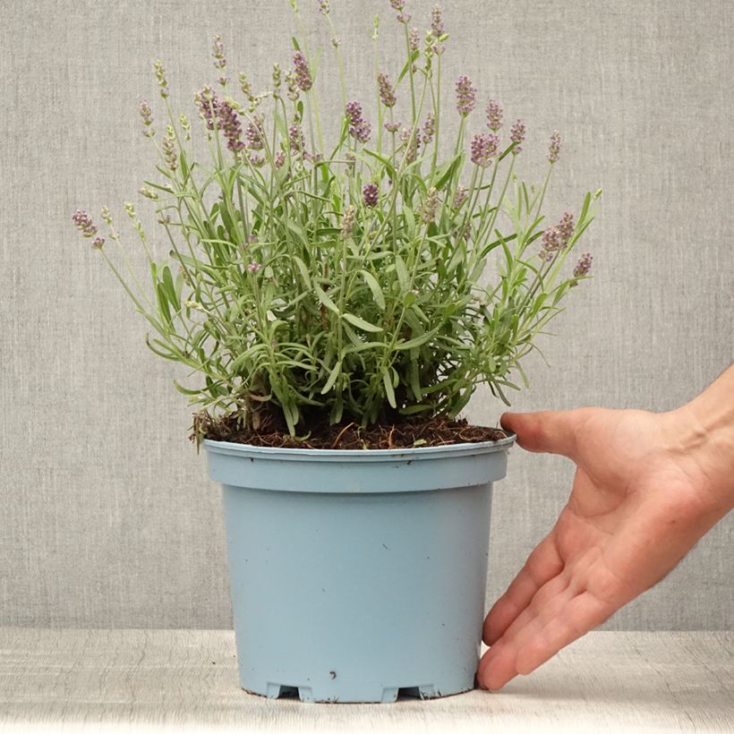 Spécimen de Lavande vraie - Lavandula angustifolia Hidcote Pot de 3L/4L tel que livré en été