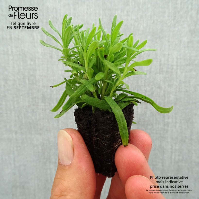 Spécimen de Lavande vraie - Lavandula angustifolia Hidcote Mini-motte Ø 3/4 cm tel que livré en automne