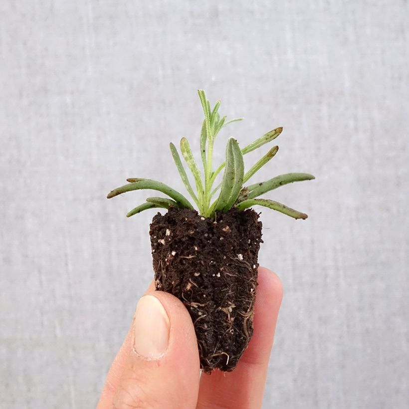 Spécimen de Lavande vraie - Lavandula angustifolia Hidcote - Mini-motte Ø 3/4 cm tel que livré au printemps