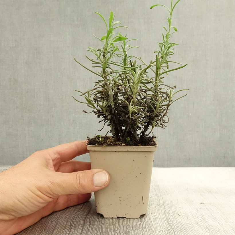 Spécimen de Lavande vraie Siesta - Lavandula angustifolia Siesta Godet de 8/9 cm tel que livré en automne