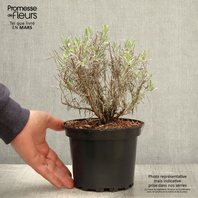 Spécimen de Lavande intermedia Grappenhall - Lavandin Pot de 2L/3L tel que livré au printemps