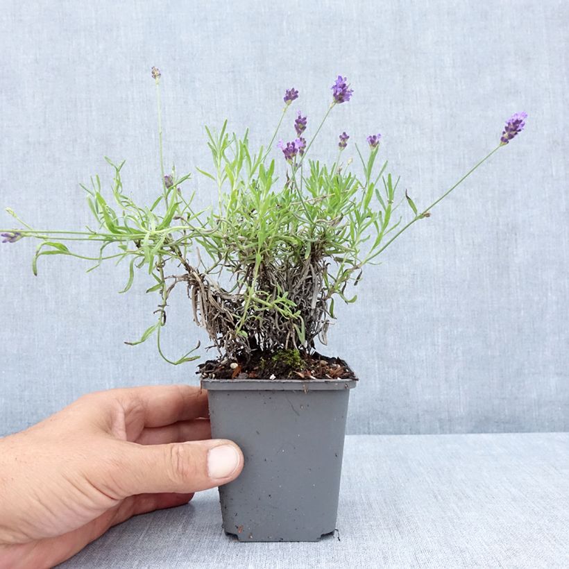 Spécimen de Lavandula angustifolia Twickel Purple - Lavande vraie Godet de 8/9 cm tel que livré en été