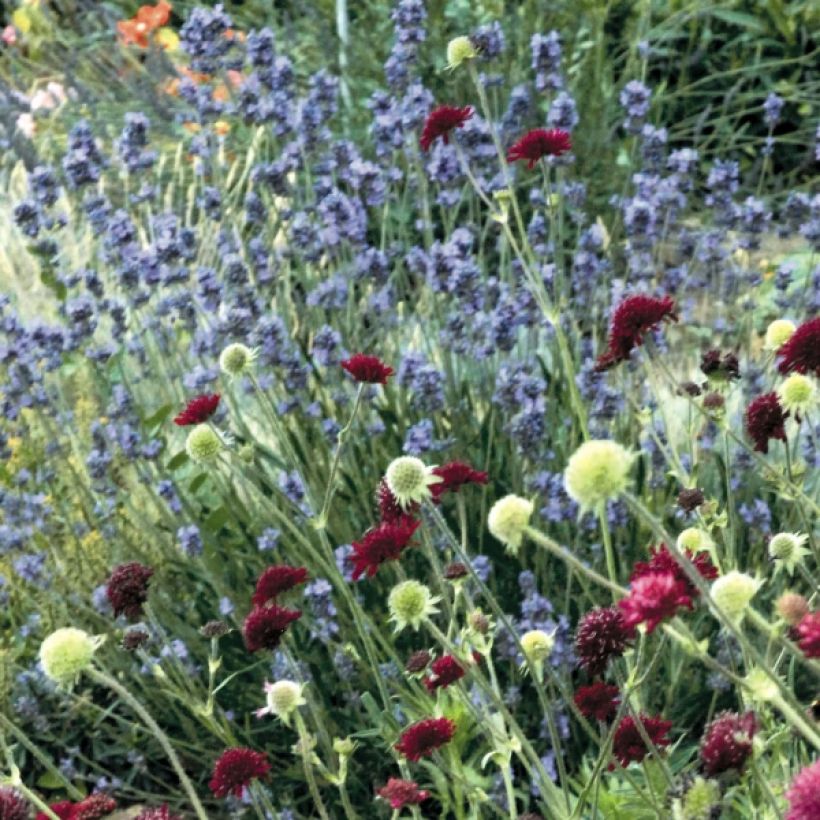 Lavande vraie - Lavandula angustifolia Dwarf Blue (Port)