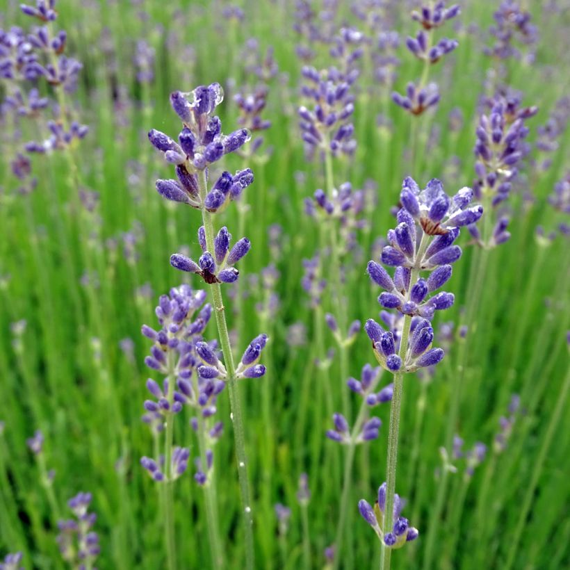 Lavande Angustifolia Munstead à fleurs violettes. Le pot de 3 litres :  Lavandes BOTANIC jardin - botanic®