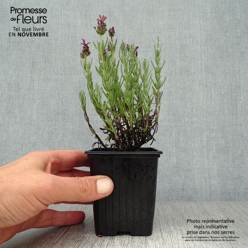 Spécimen de Lavandula stoechas Magical Posy Pink - Lavande papillon Godet de 8/9 cm tel que livré en automne