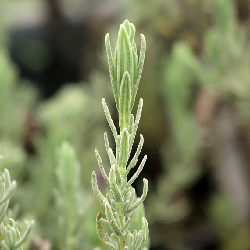 Lavandula stoechas Magical Posy Purple (Feuillage)