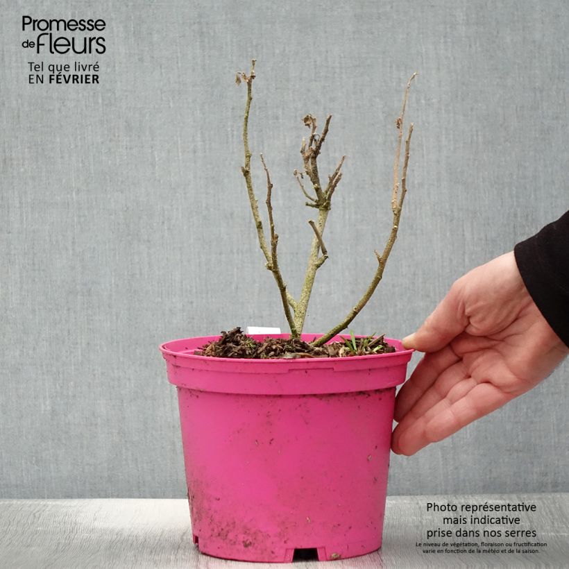 Spécimen de Lavatera maritima Princesse de Ligne - Lavatère - Pot de 3L/4L tel que livré en hiver