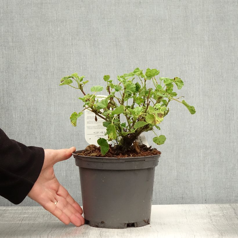 Spécimen de Lavatère - Lavatera Barnsley Baby Pot de 2L/3L tel que livré en automne