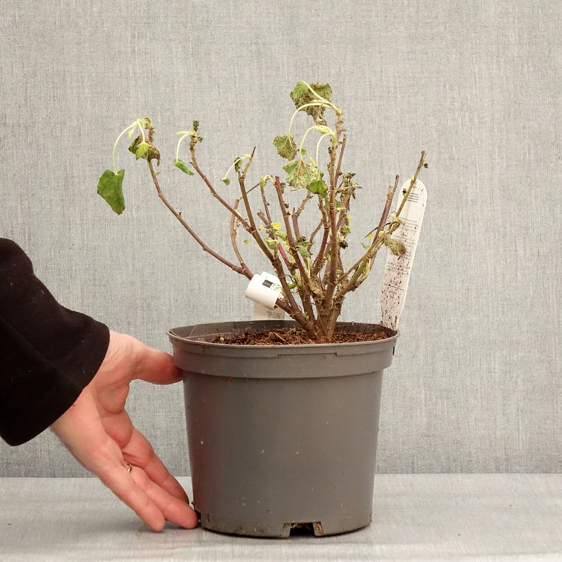 Spécimen de Lavatère - Lavatera Barnsley Baby en pot de 2L/3L tel que livré en hiver