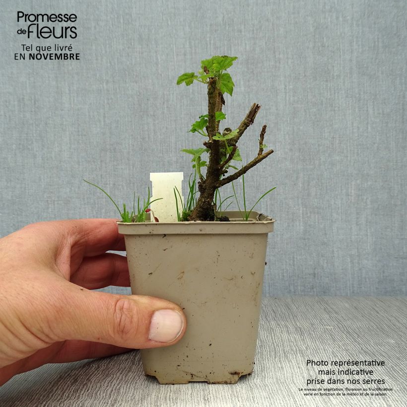 Spécimen de Lavatère maritime- Lavatera maritima Bicolor Godet de 8/9 cm tel que livré en automne