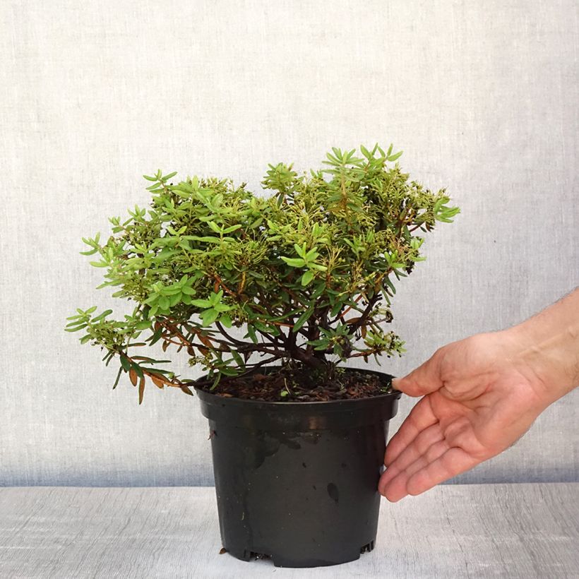 Spécimen de Ledum groendlandicum Helma - Thé du Labrador Pot de 2L/3L tel que livré en été