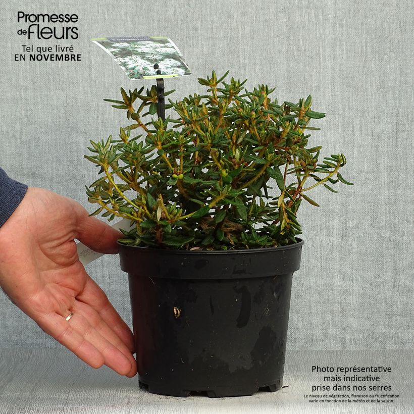 Spécimen de Ledum groenlandicum Compactum - Thé du Labrador Pot de 2L/3L tel que livré en automne