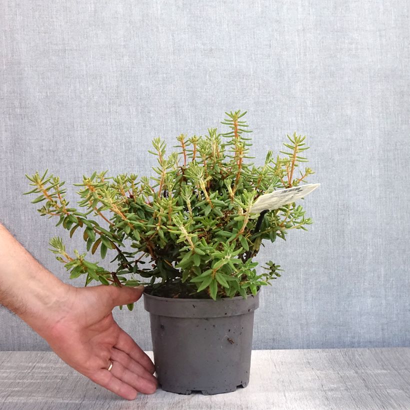 Spécimen de Ledum groenlandicum Compactum - Thé du Labrador Pot de 2L/3L tel que livré en été