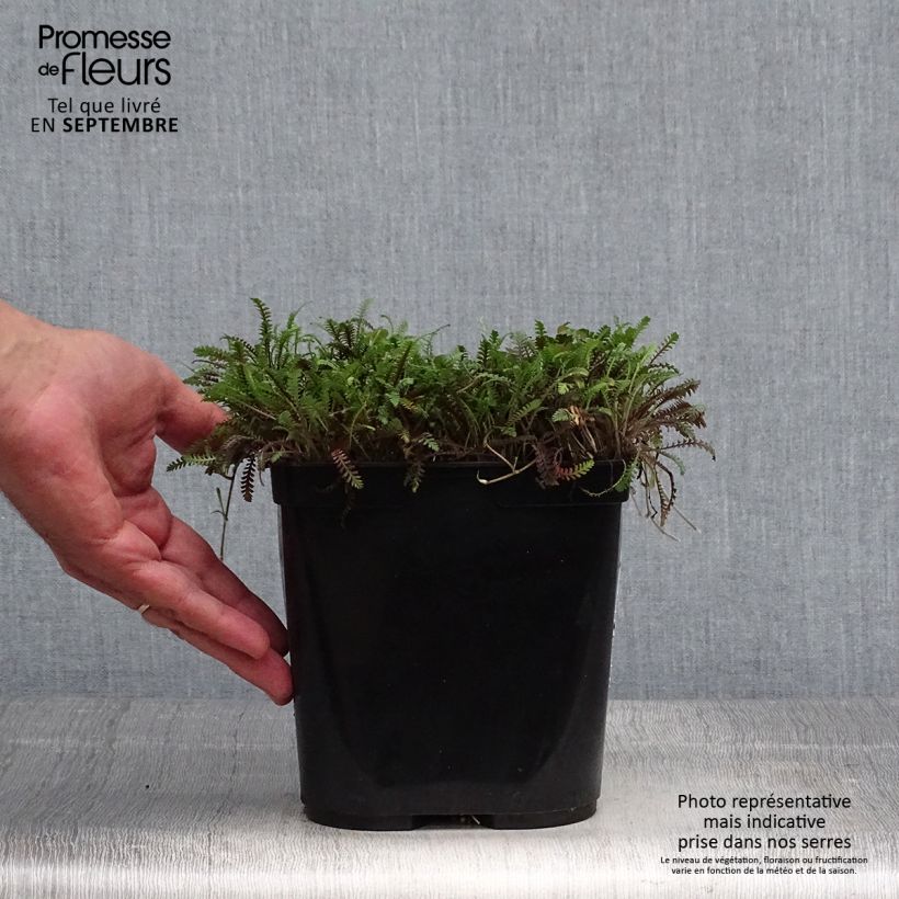 Spécimen de Leptinella squalida Platt's Black Pot de 3L/4L tel que livré en automne