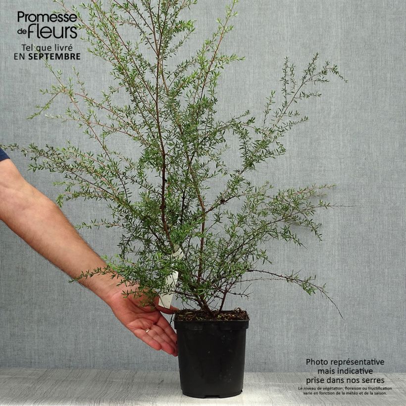 Spécimen de Leptospermum Coral candy - Arbre à thé tel que livré en automne