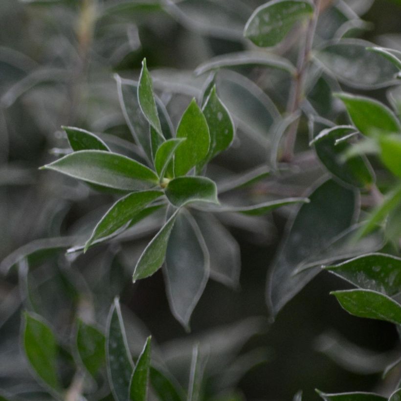 Leptospermum Karo Spectro Bay - Arbre à thé (Feuillage)