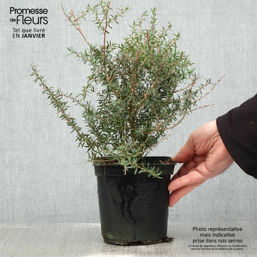 Spécimen de Leptospermum scoparium Apple blossom - Arbre à thé de Nouvelle-Zélande Pot de 2L/3L tel que livré en hiver