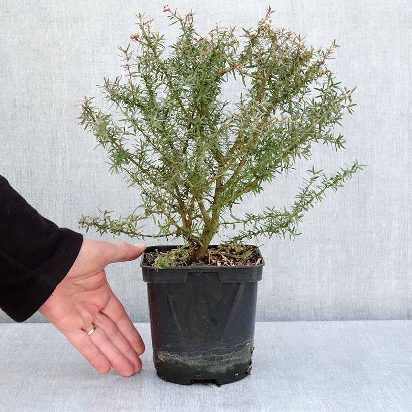 Spécimen de Leptospermum scoparium Apple blossom - Arbre à thé de Nouvelle-Zélande Pot de 2L tel que livré au printemps