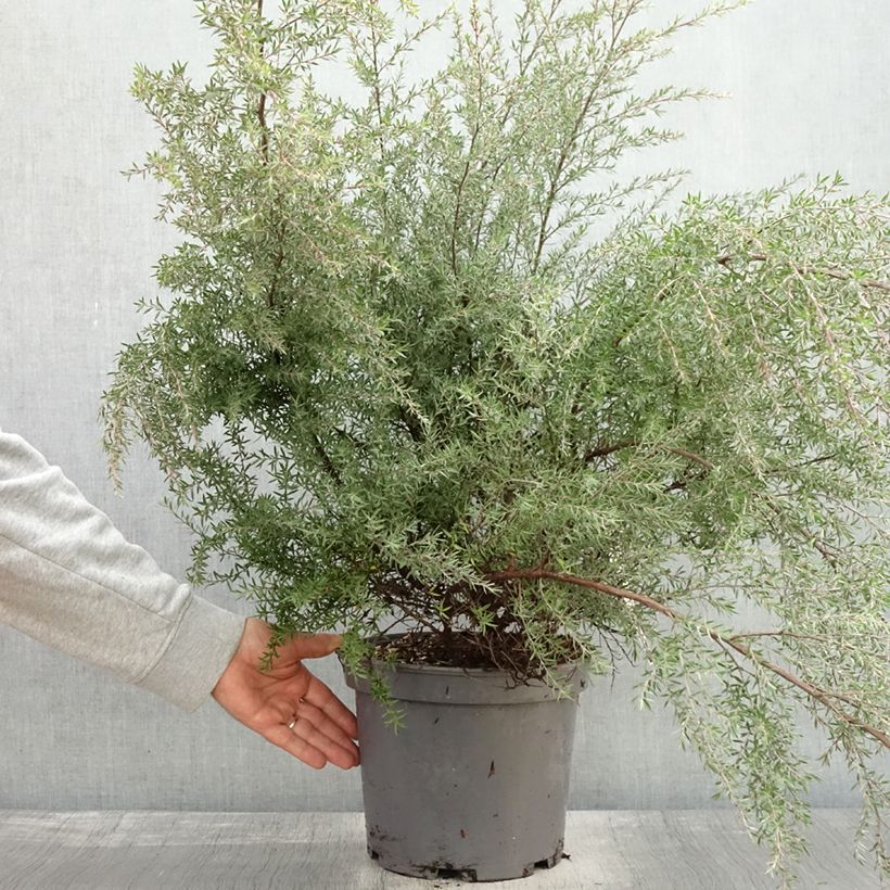 Spécimen de Leptospermum  scoparium Martini - Arbre à thé Pot de 7,5L/10L tel que livré en automne