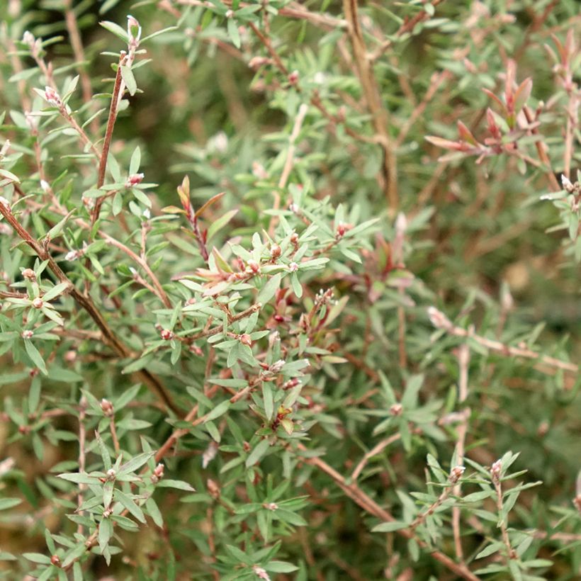 Leptospermum scoparium Nanum Kiwi - Arbre à thé de Nouvelle-Zélande (Feuillage)
