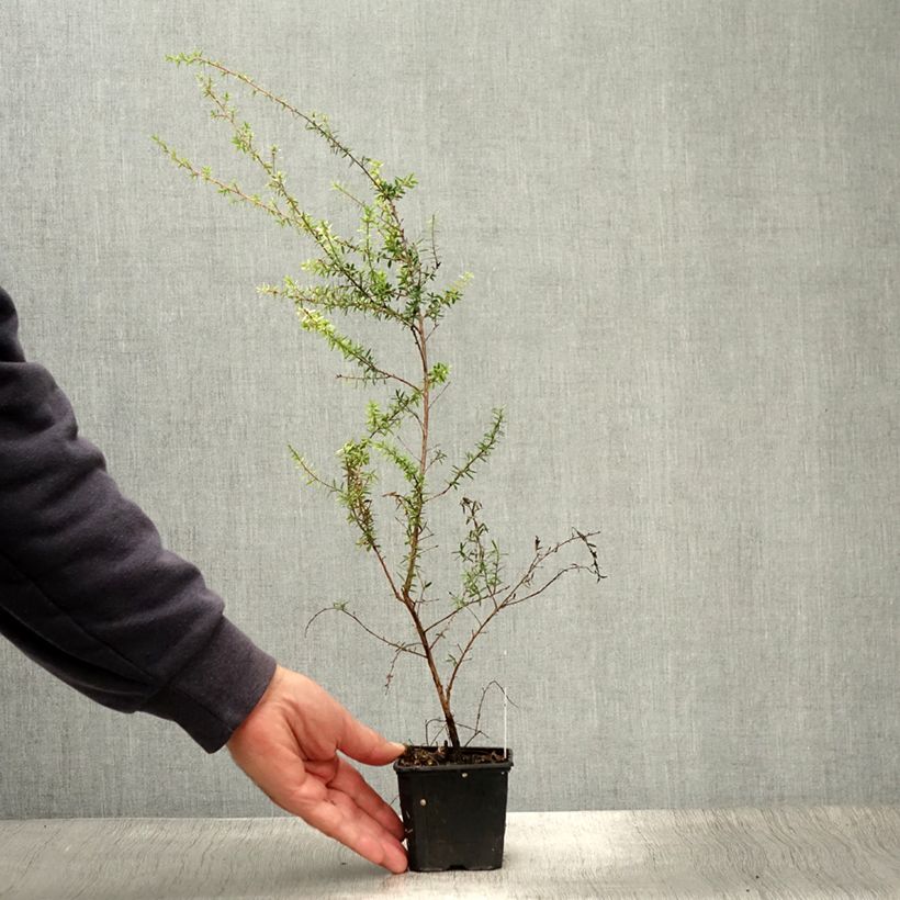 Spécimen de Leptospermum scoparium Snow Flurry - Arbre à thé de Nouvelle-Zélande Godet de 8/9 cm tel que livré en été