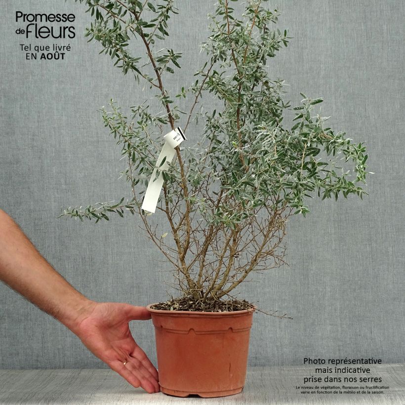 Spécimen de Leptospermum Silver Sheen - Arbre à thé laineux Pot de 2L/3L tel que livré en été
