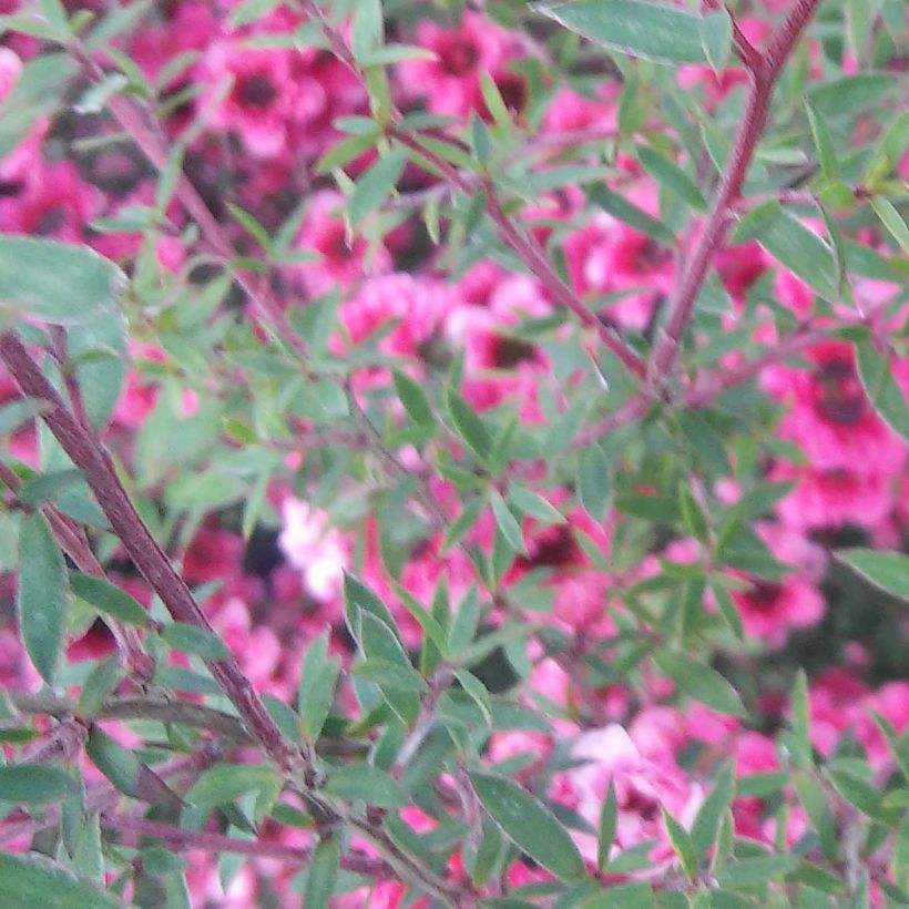 Leptospermum  Wiri Kerry - Arbre à thé (Floraison)