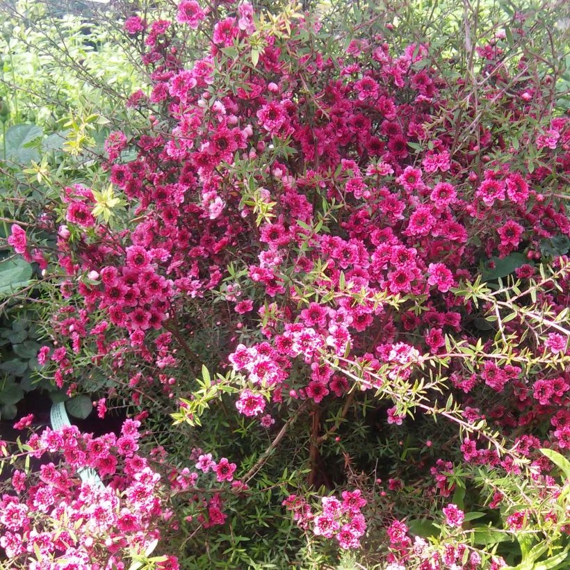 Leptospermum  Wiri Kerry - Arbre à thé (Port)