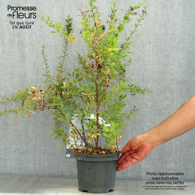 Spécimen de Lespedeza bicolor Summer Beauty - Trèfle en arbre  Pot de 3L/4L tel que livré en été