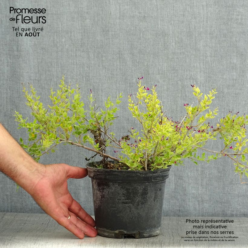 Spécimen de Lespedeza bicolor Yakushima - Trèfle en arbre  Pot de 3L/4L tel que livré en été