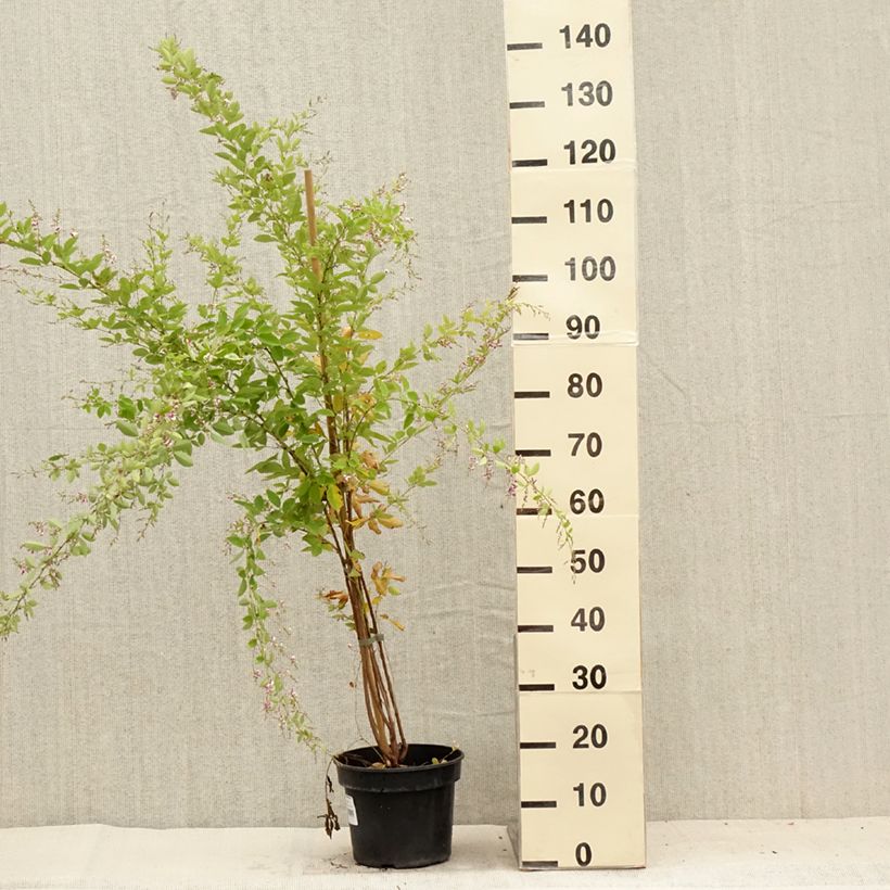 Spécimen de Lespedeza thunbergii Edo-Shibori Pot de 3L/4L tel que livré en été
