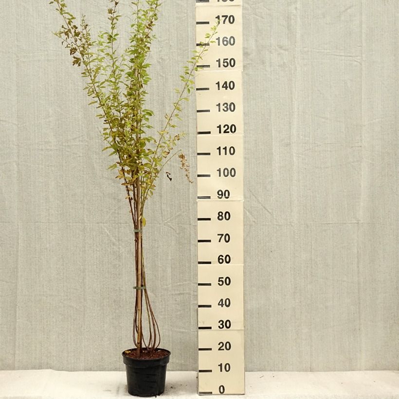 Spécimen de Lespedeza thunbergii Edo-Shibori Pot de 3L/4L tel que livré en automne