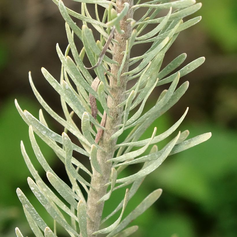 Leucadendron galpinii Carlin  (Feuillage)
